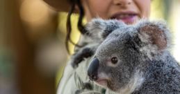 Sophie & Louise Koalas