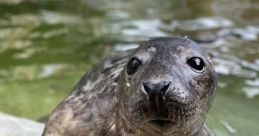 The Cornish Seal Sanctuary