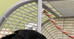 Harriet the American Crow