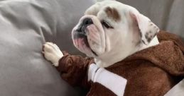 Eggnog The Bulldog