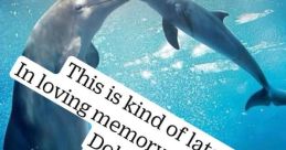 Winter the Dolphin & Friends