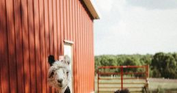 Prairie Patch Farm Llamas