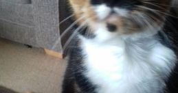 Willow The Beautiful Cat Type your text to hear it in the voice of Willow The Beautiful Cat. The gentle purring of Willow