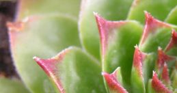 Succulent
