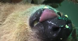 Mr Jingles the Sloth Type your text to hear it in the voice of Mr Jingles the Sloth. The gentle whirring of the computer AI,