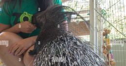 Bintu the African Crested Porcupine