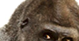 Gorilla