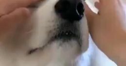 Fluffyface Enzo