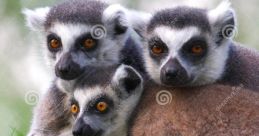 Ring Tailed Lemur Family