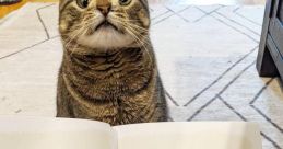 Maya the Cat
