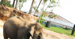 Elephants at Houston Zoo