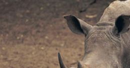 Rhinos at Houston Zoo
