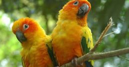 Lucy the Sun Conure