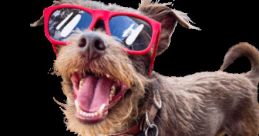 Bastian the Talking Terrier