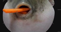 Augh Fish