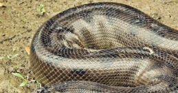 Anaconda