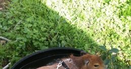 Nathan The Capybara