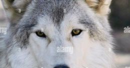 Wild Spirit Wolf Sanctuary Type your text to hear it in the voice of Wild Spirit Wolf Sanctuary. The at Wild Spirit Wolf