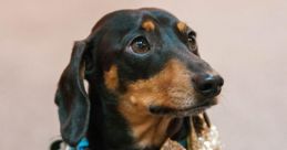 Bruno The Mini Dachshund