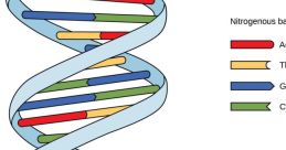DNA