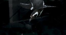 Penguins - Aquarium Of The Pacific