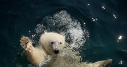 Nora the Polar Bear