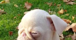 Milkshake The Pug