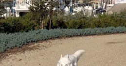 Fenix ‘Happy dog’ Lumiere