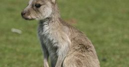 Kangaroo