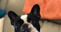 Boycie the Singing Frenchie