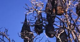 Bat in the Sun