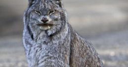 Lynx Unruly