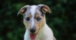 Galaxie Collie