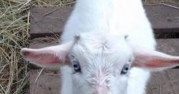 Pygmy Goats Type your text to hear it in the voice of Pygmy Goats. The gentle bleating of Pygmy Goats fills the air, their