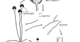 Fungi Flows