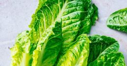 Romaine Lettuce