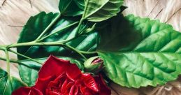 FLOR🌹