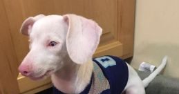 Piglet the Deaf Blind Pink Puppy