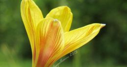 Copper and Lily Type your text to hear it in the voice of Copper and Lily. The of whirring gears echoed through the room as