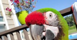 Radio the Military Macaw