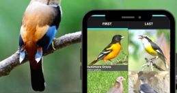 Bird Call