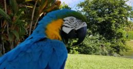 The Parrot Lady
