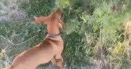 David Attenborough Impersonation