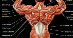 The Muscle