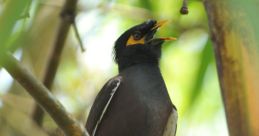 Argyle The Mynah