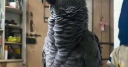 Einstein African Grey Parrot