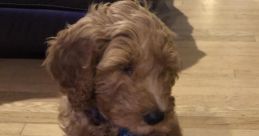 Bowser The Goldendoodle