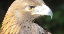 Alaska Raptor Center