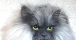 Juno The Angry Cat Type your text to hear it in the voice of Juno The Angry Cat. The angry growls of Juno echoed through the
