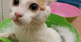 Breeze the Bath Cat (joellbaby on TikTok)